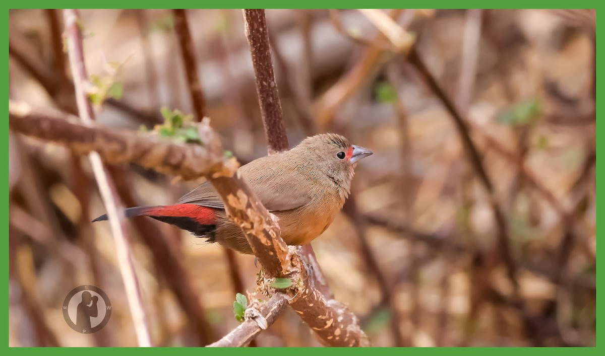 Rosenamarant - ML644175501