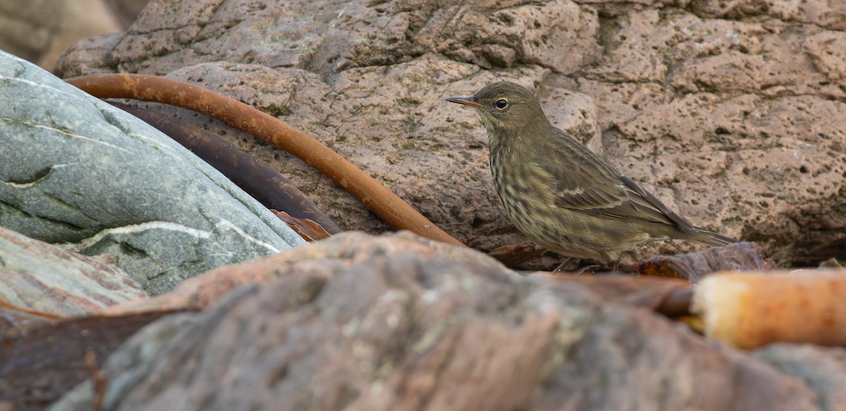 Rock Pipit - ML644175505