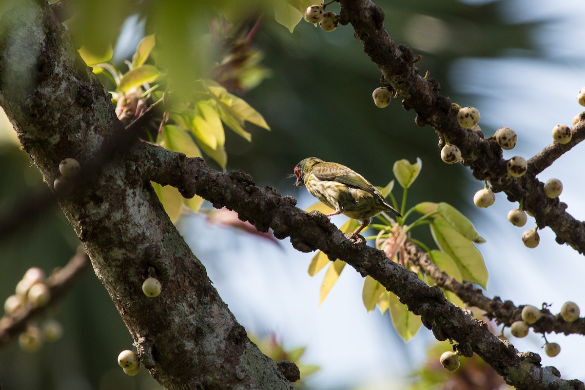 Coppersmith Barbet (Javan Red-faced) - ML644175525