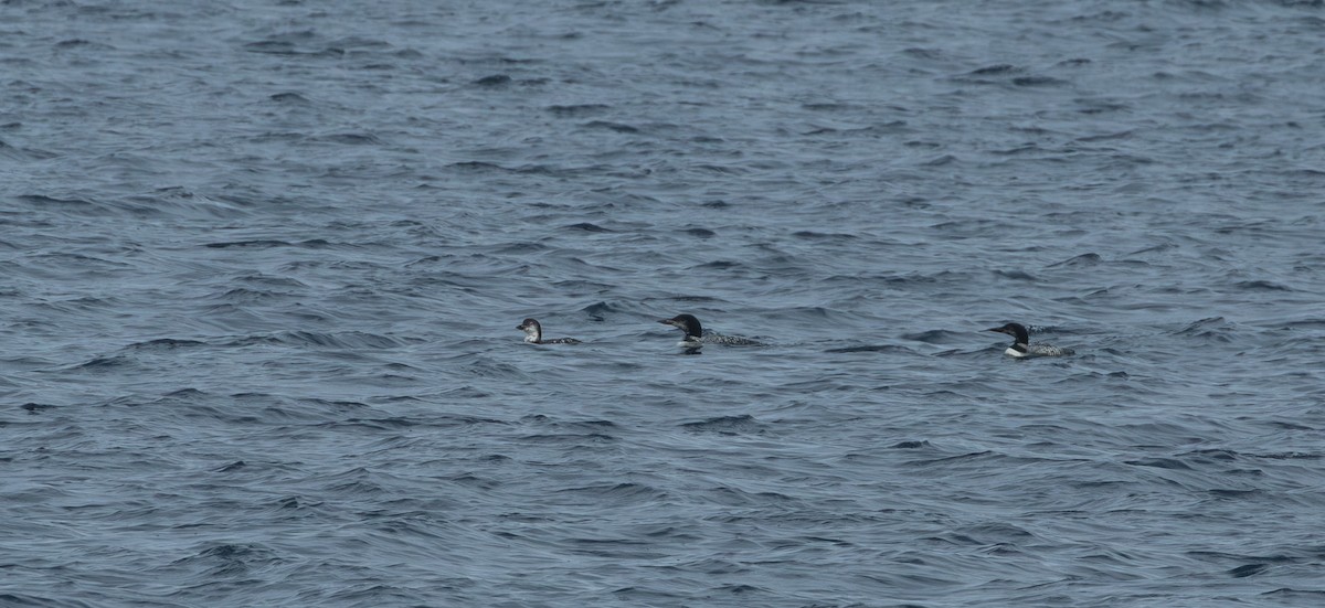 Common Loon - ML644175556