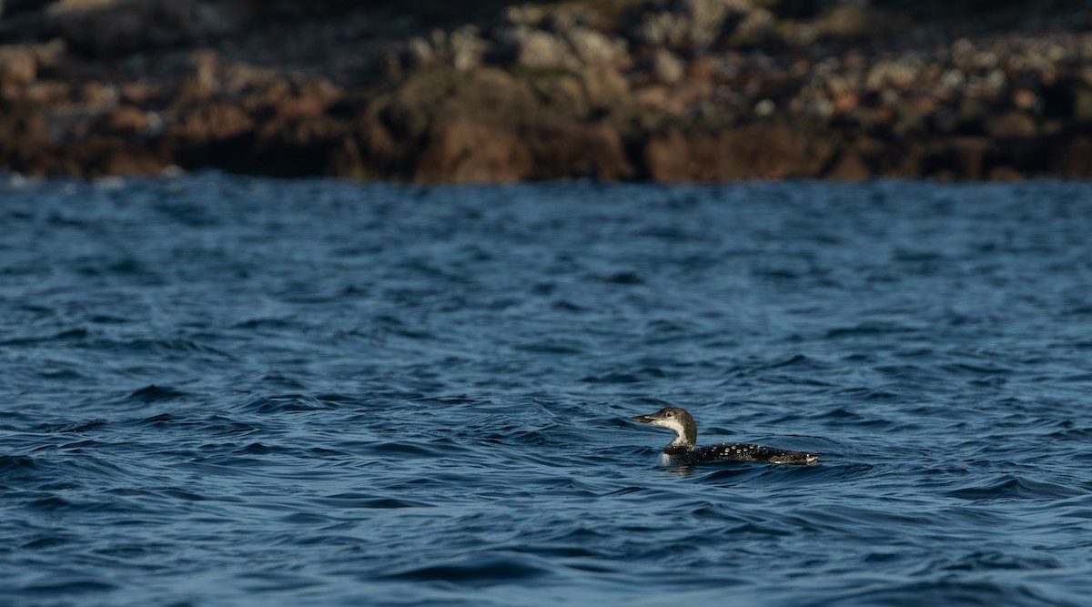Common Loon - ML644175557