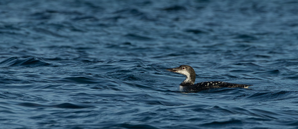 Common Loon - ML644175558