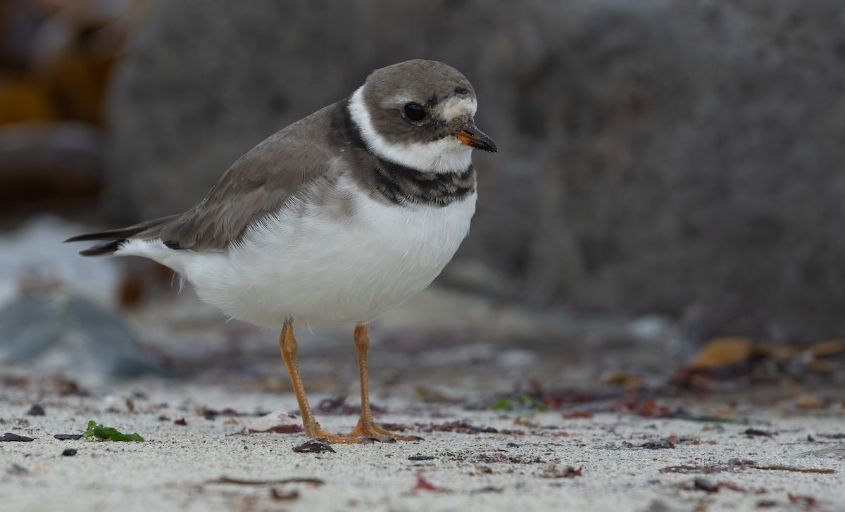 Common Ringed Plover - ML644175561