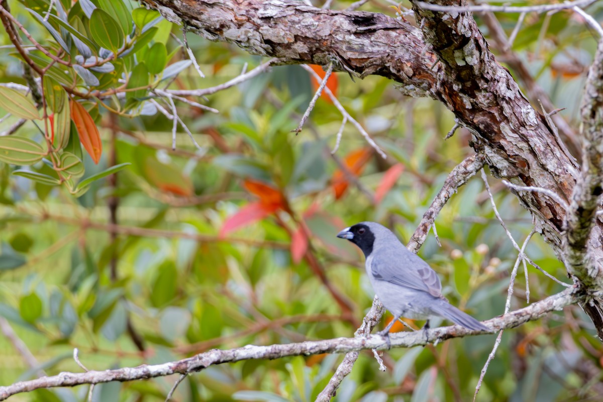 Чернолицая танагра - ML644175570