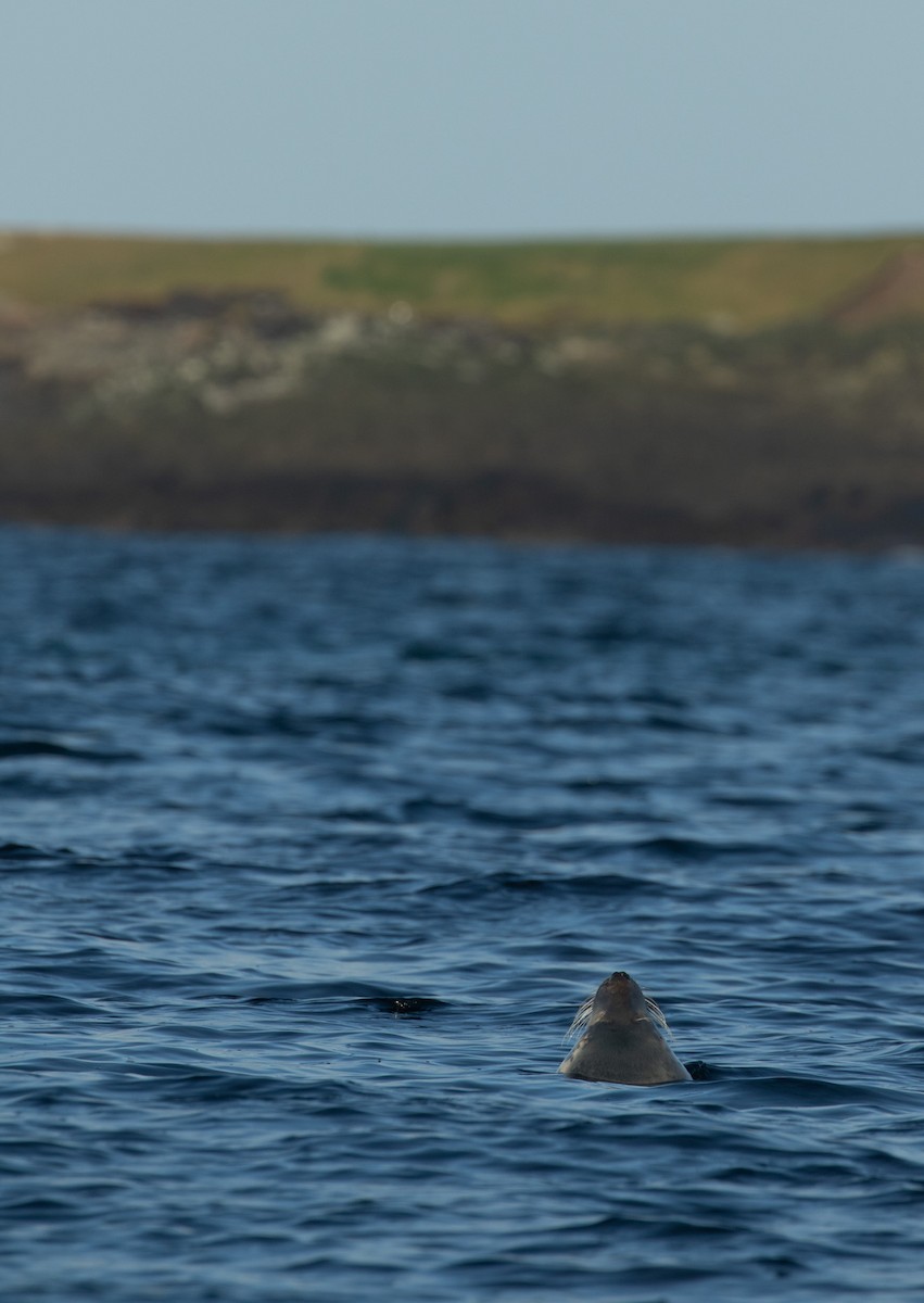 Atlantic Grey Seal - ML644175587