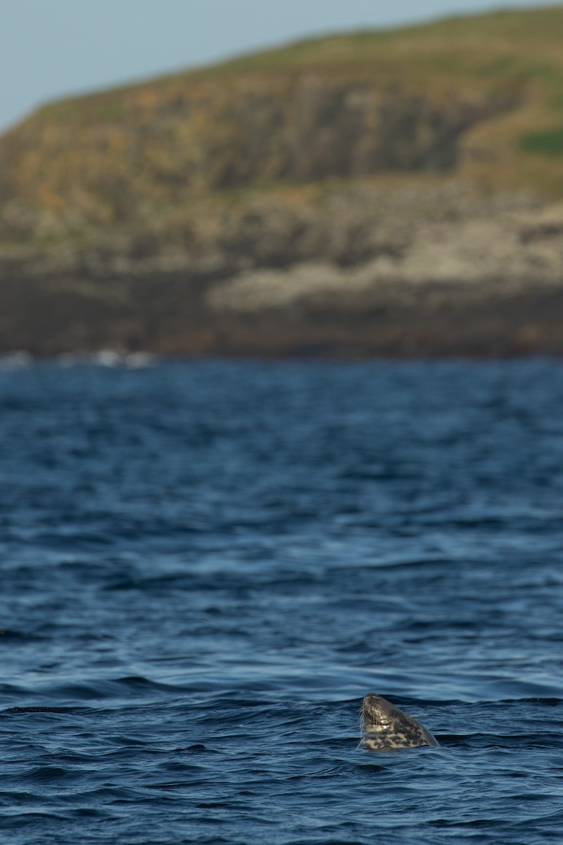 Atlantic Grey Seal - ML644175588