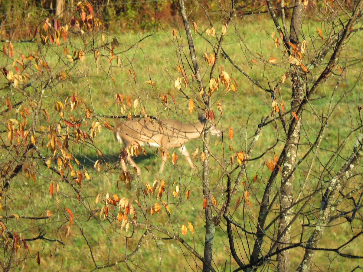 White-tailed Deer - ML644175612