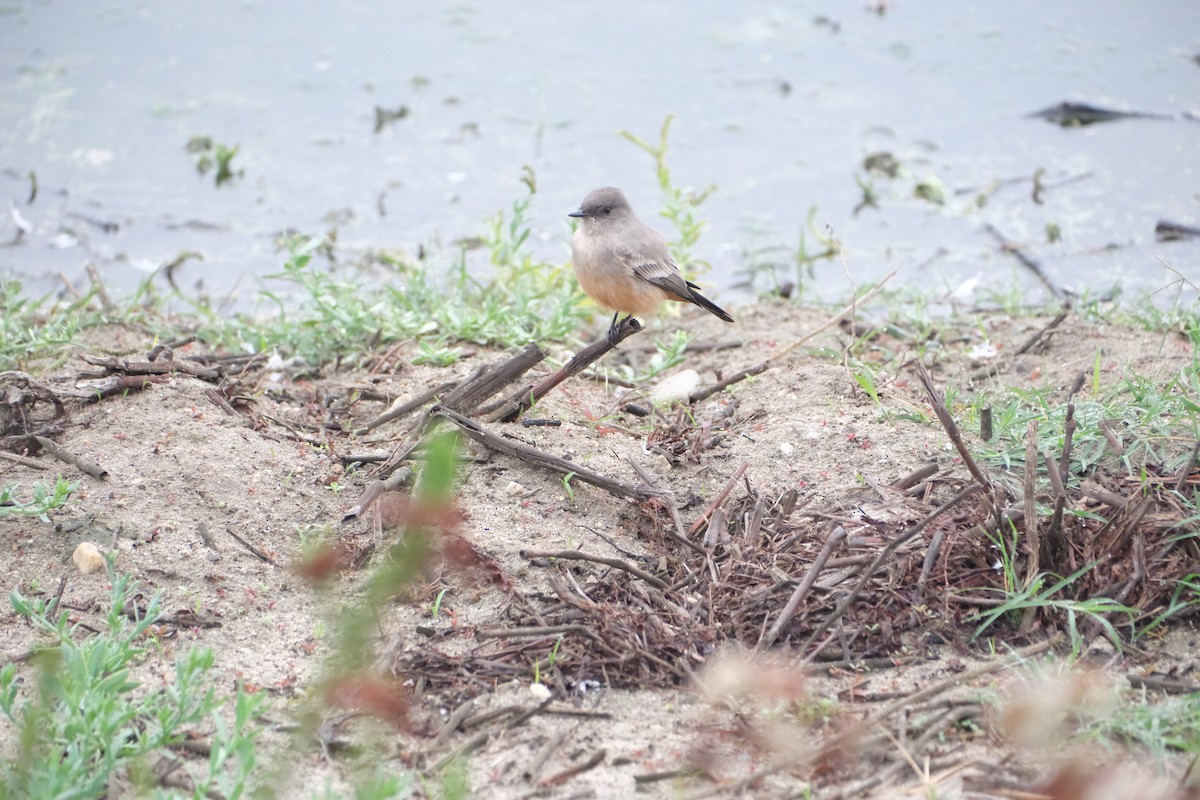 Say's Phoebe - ML644175622
