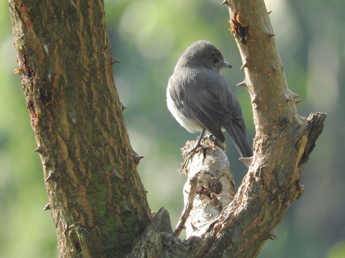 White-eyed Slaty-Flycatcher - ML644175624