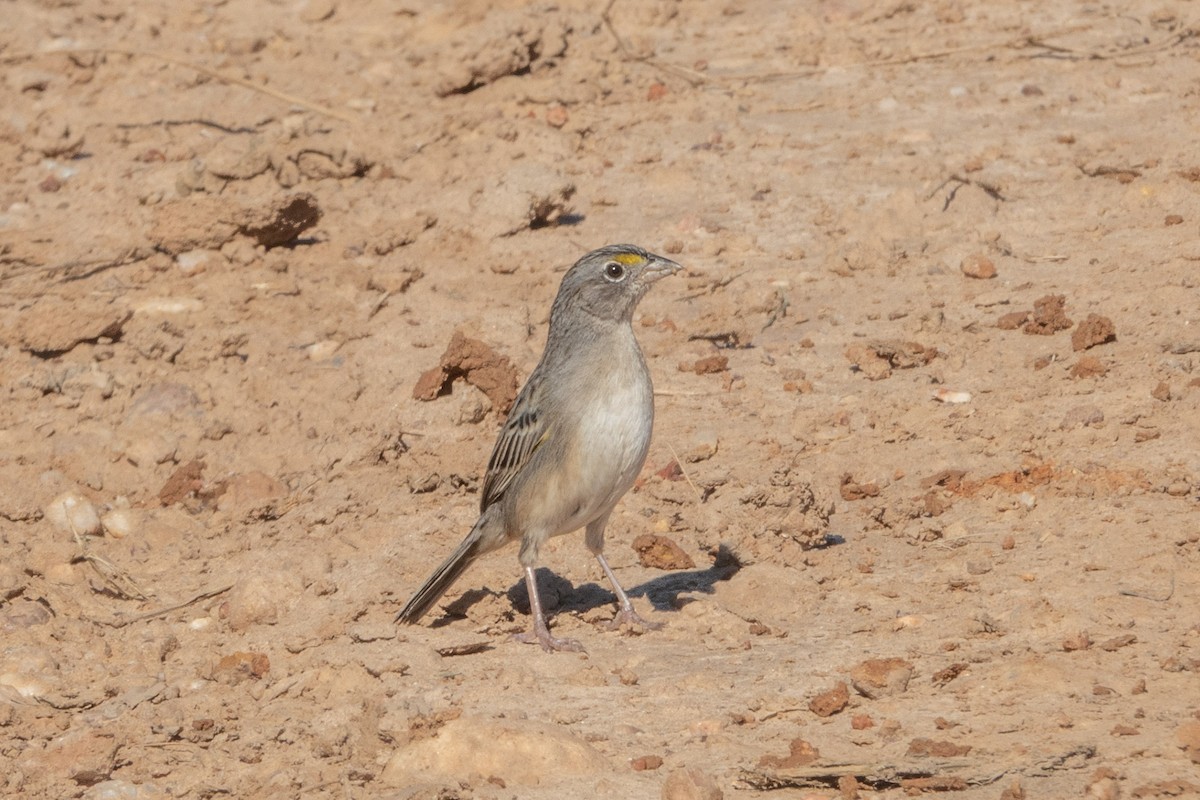 Wachtelammer - ML644175630