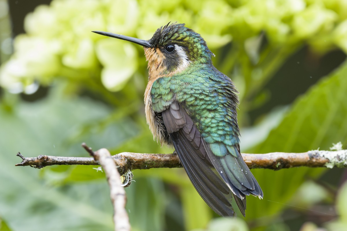 kolibřík fialovohrdlý - ML644175637