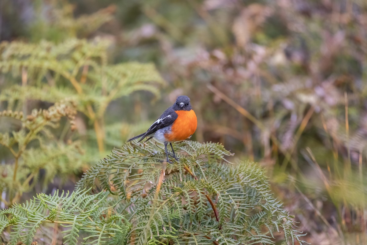 flammeflueskvett - ML644175655