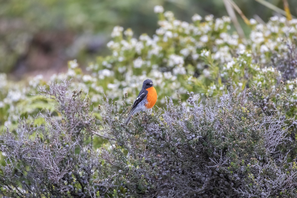 flammeflueskvett - ML644175656