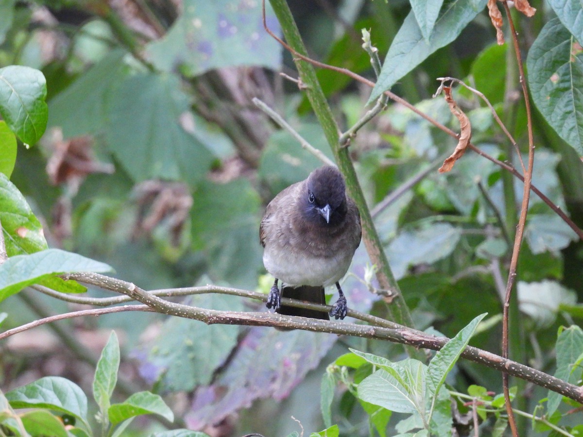 Common Bulbul - ML644175659