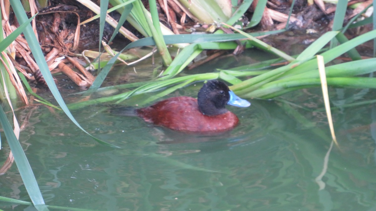 Lake Duck - ML644175664