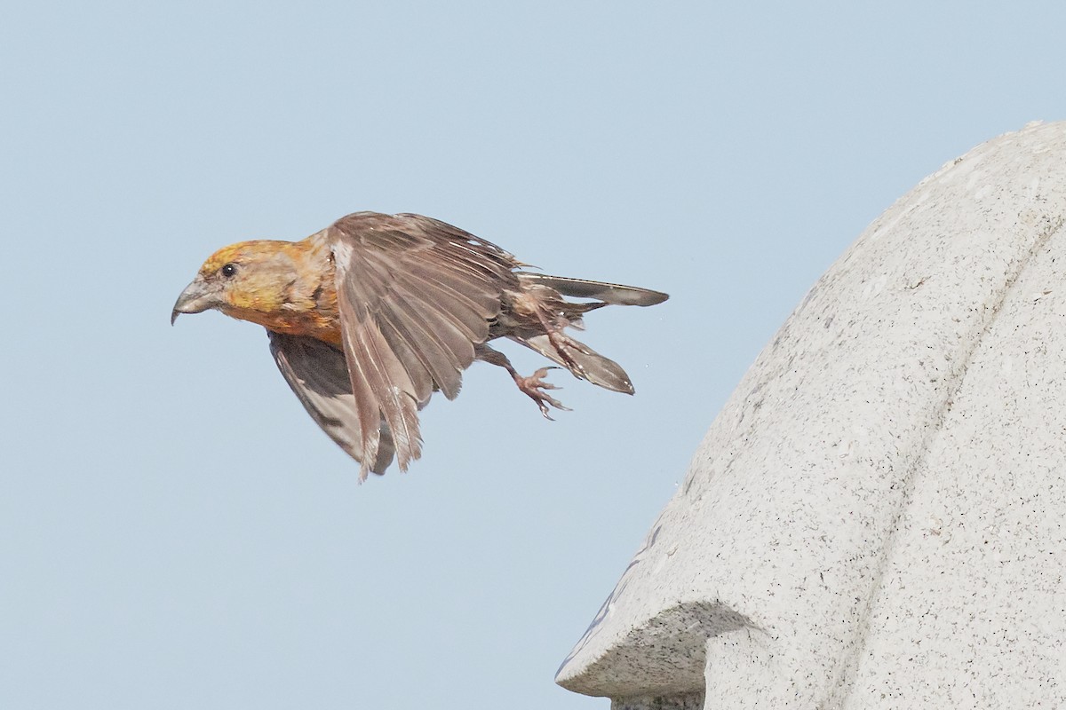 Гацуурын солбин хошуут - ML644175666