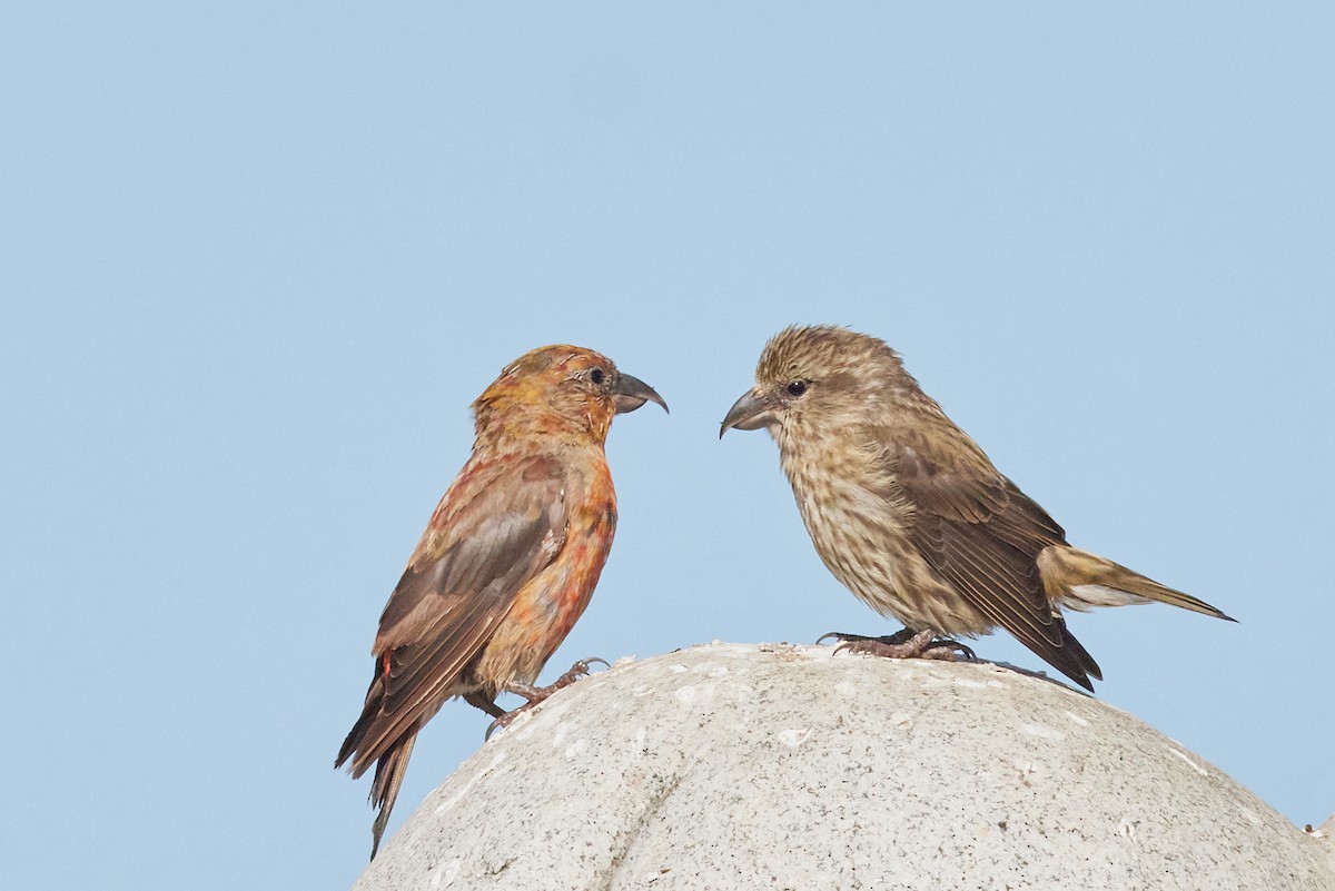 Гацуурын солбин хошуут - ML644175667