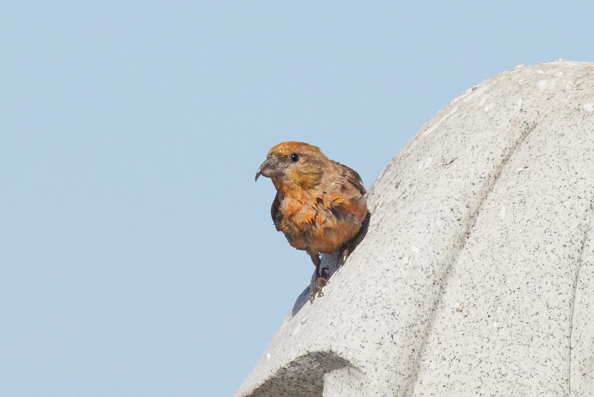 Гацуурын солбин хошуут - ML644175668