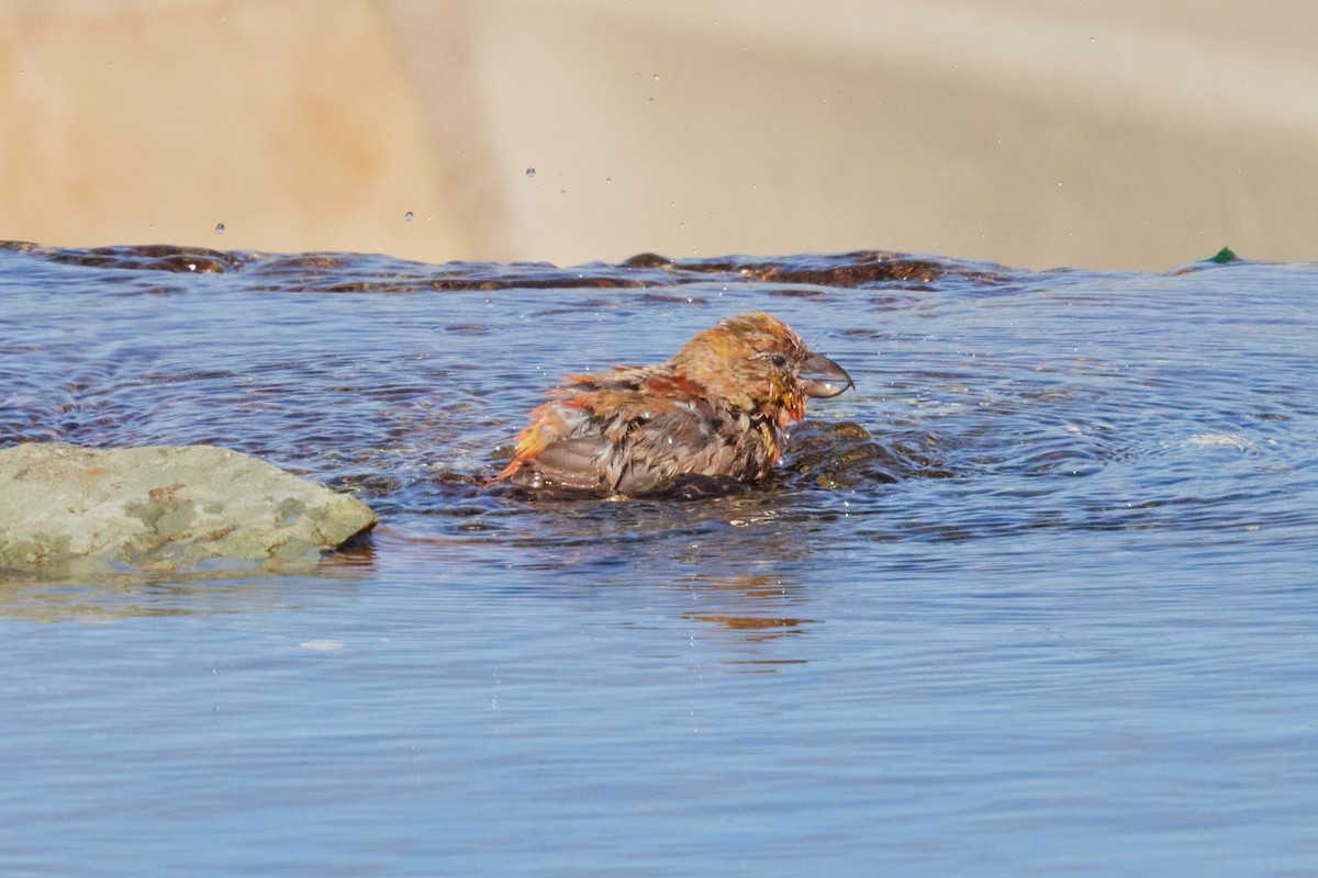 Гацуурын солбин хошуут - ML644175669