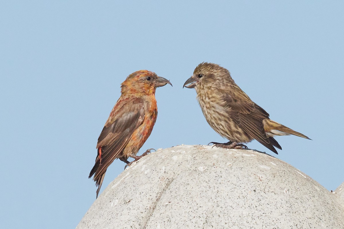 Гацуурын солбин хошуут - ML644175671