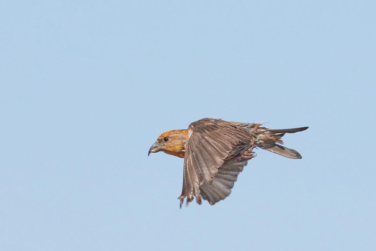 Гацуурын солбин хошуут - ML644175672