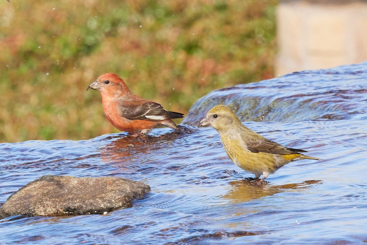 Гацуурын солбин хошуут - ML644175675