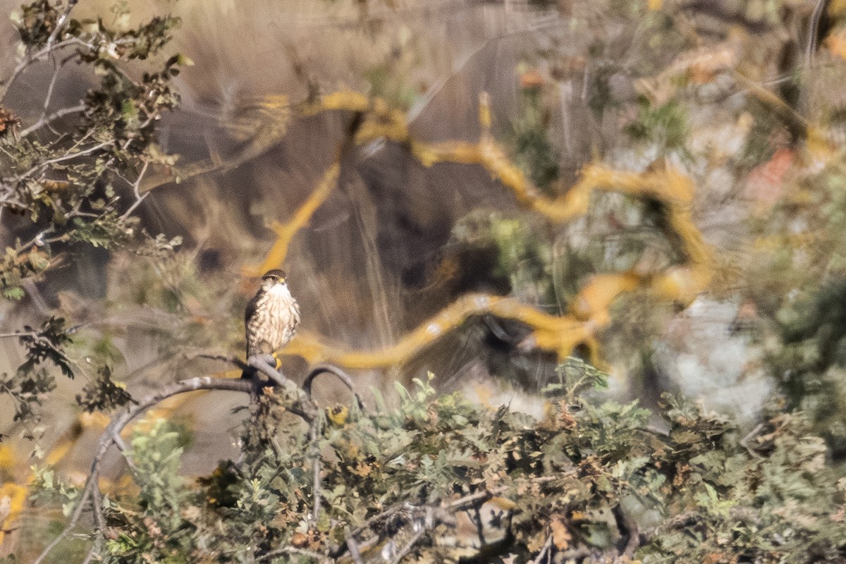 Merlin - ML644175688