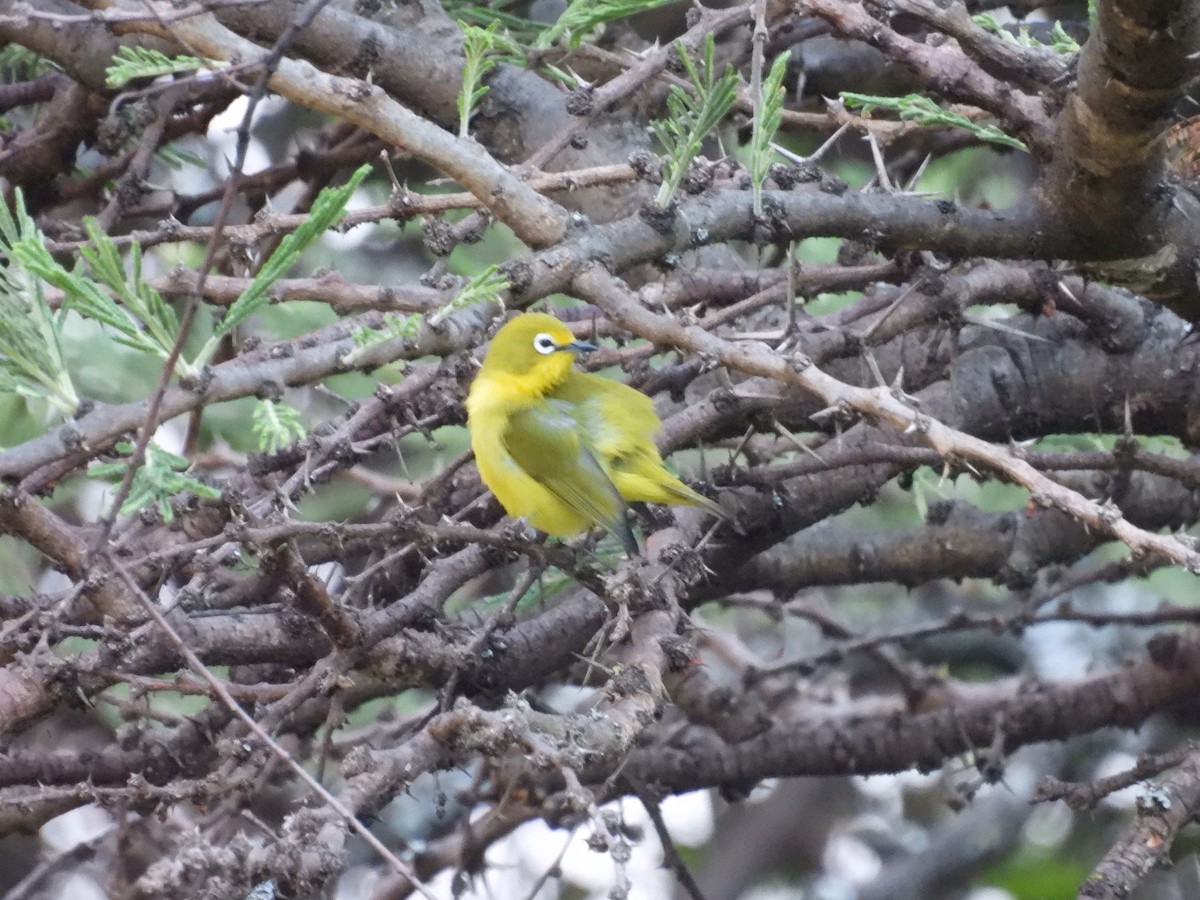 Окулярник сенегальський - ML644175696