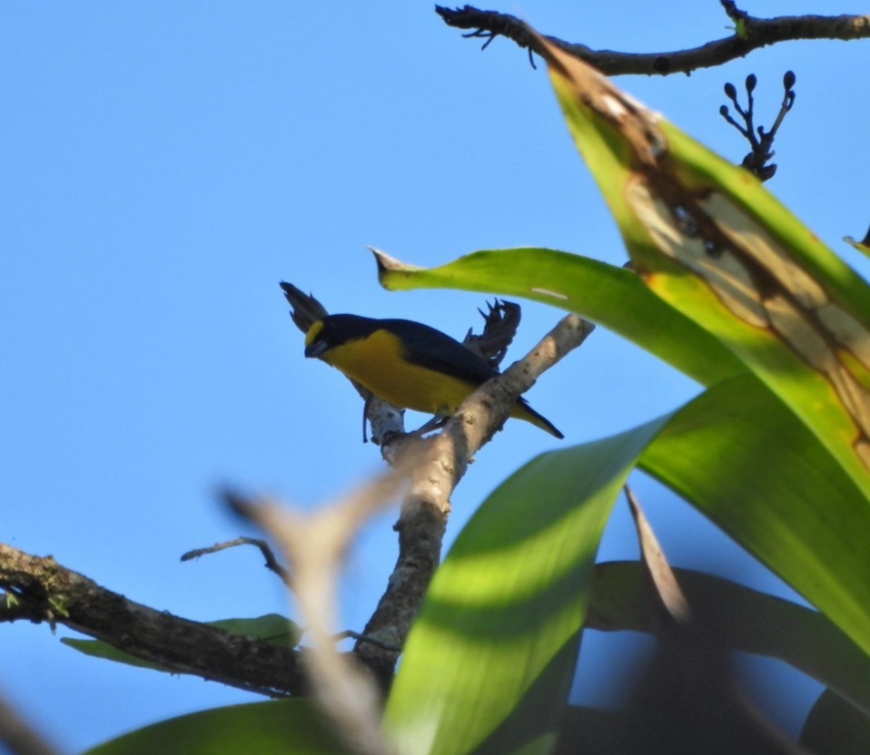 Yellow-throated Euphonia - ML644175752