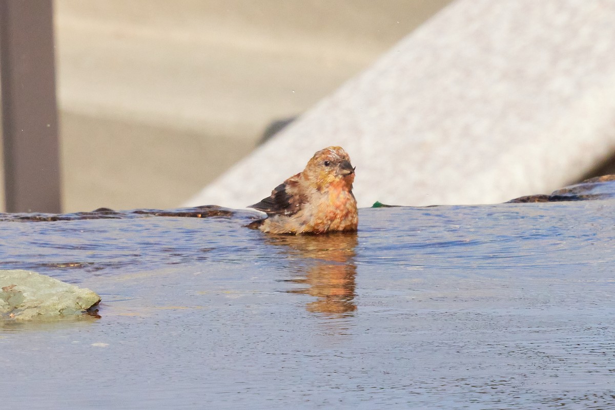 Гацуурын солбин хошуут - ML644175754