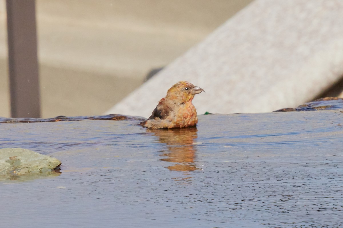 Гацуурын солбин хошуут - ML644175755