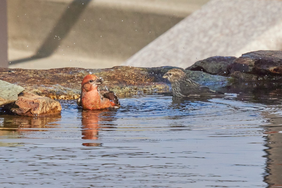 Гацуурын солбин хошуут - ML644175756