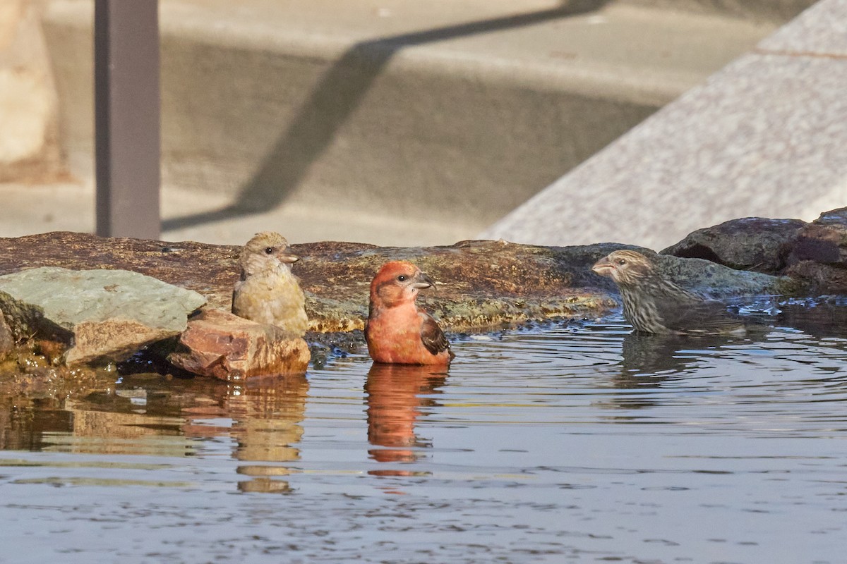 Гацуурын солбин хошуут - ML644175757