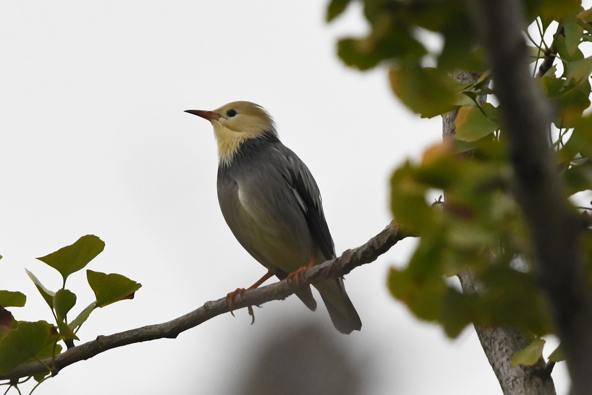 Étourneau soyeux - ML644175783