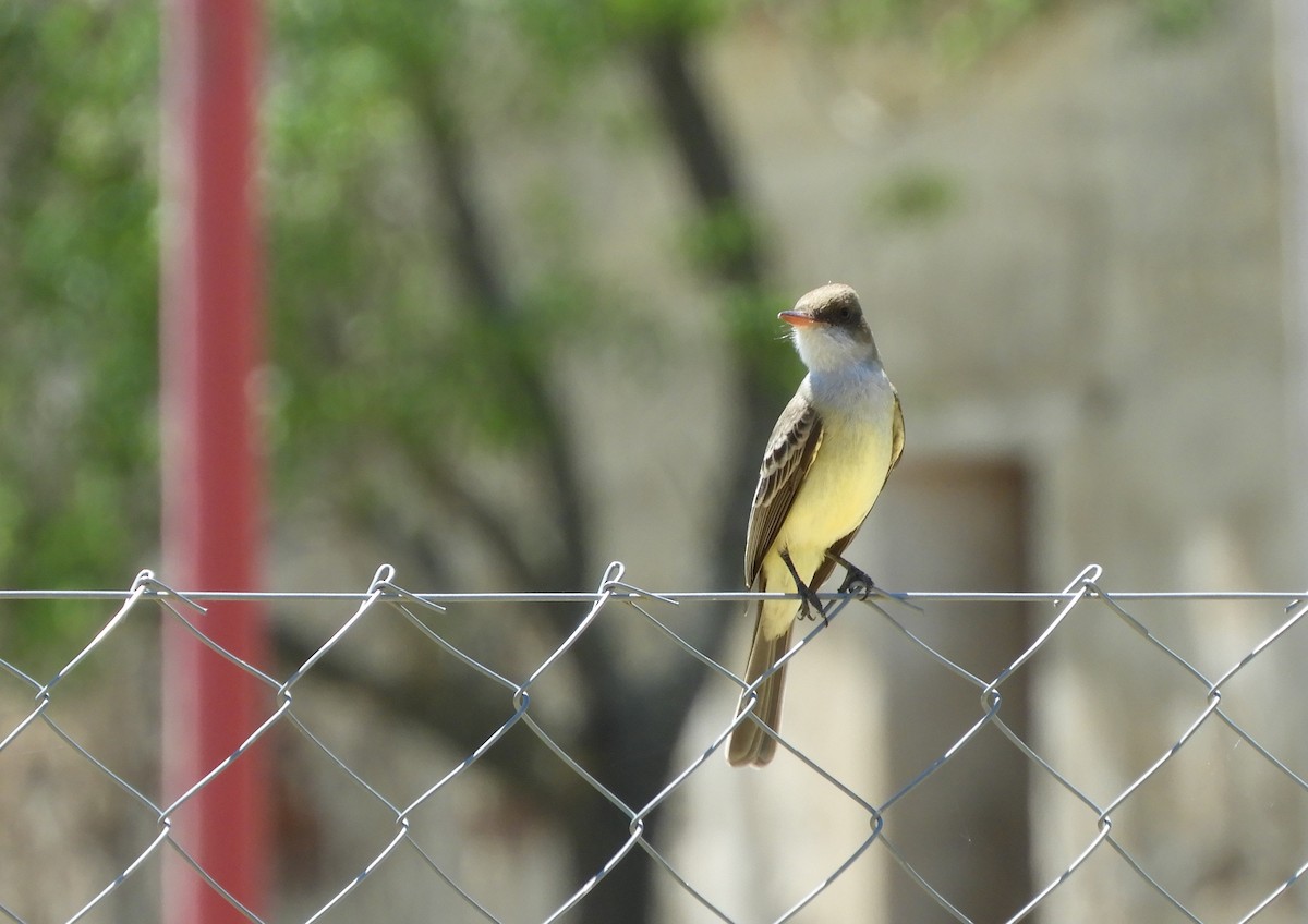 Swainson's Flycatcher - ML644175789