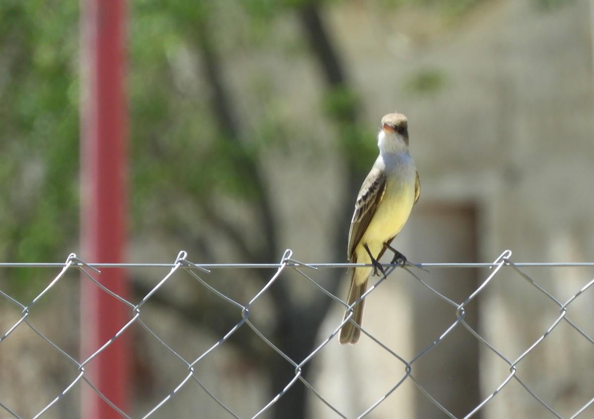 Swainson's Flycatcher - ML644175790