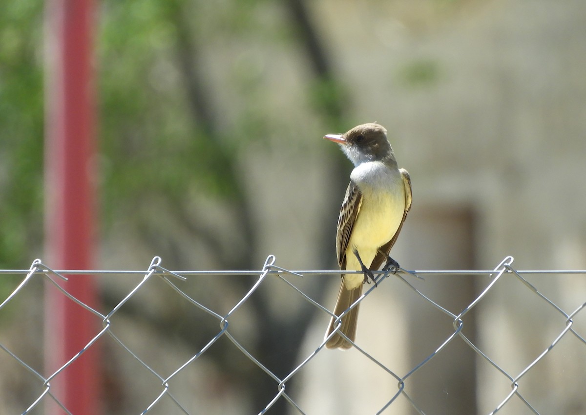 Swainson's Flycatcher - ML644175792