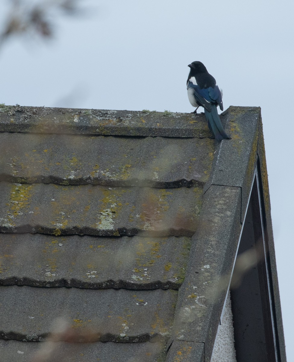 Eurasian Magpie - ML644175801