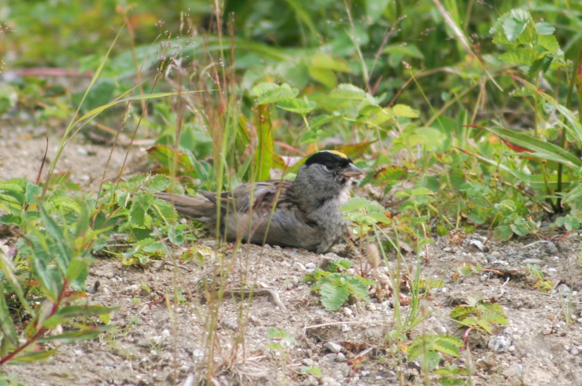 Golden-crowned Sparrow - ML644175805