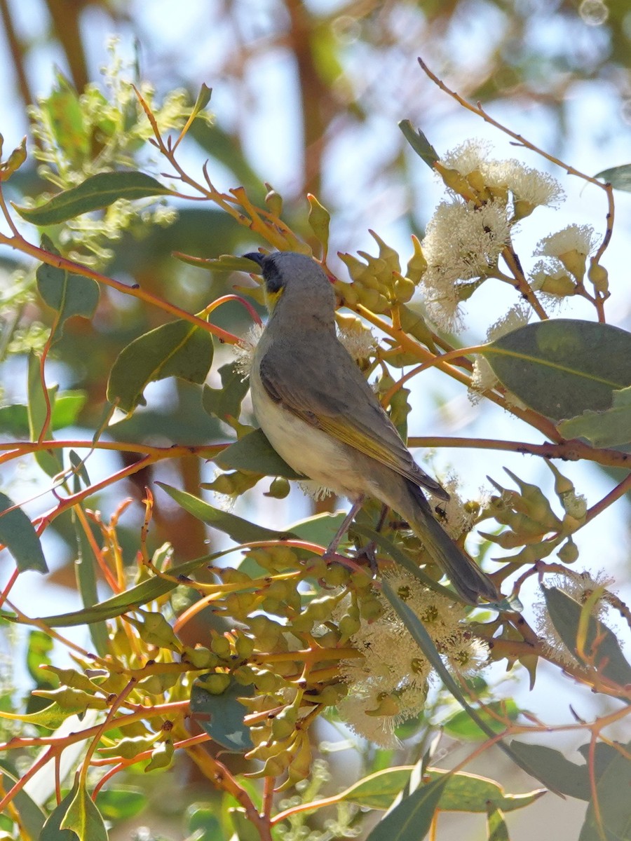 medosavka šedohlavá - ML644175806