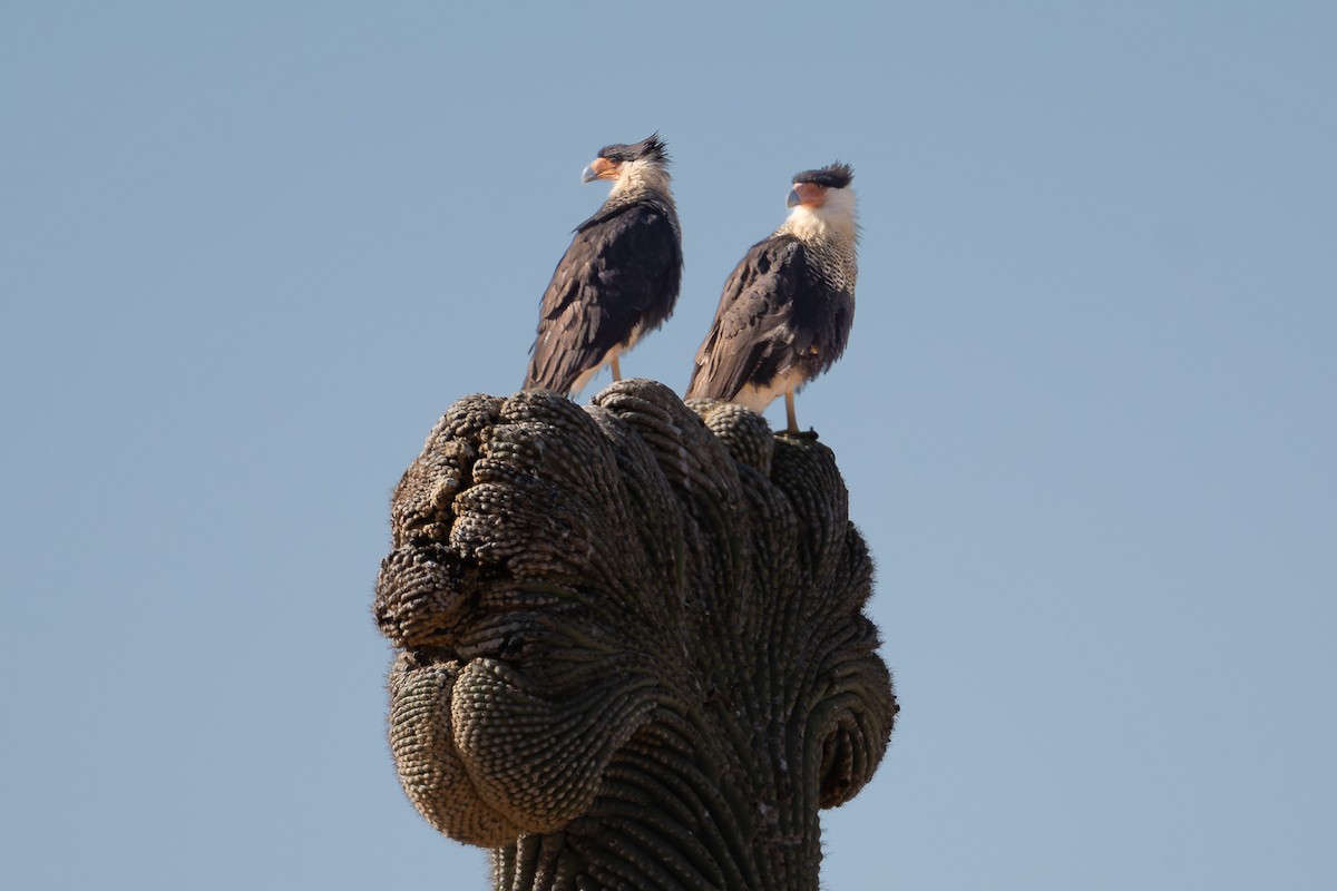 Caracara Carancho (norteño) - ML644175815