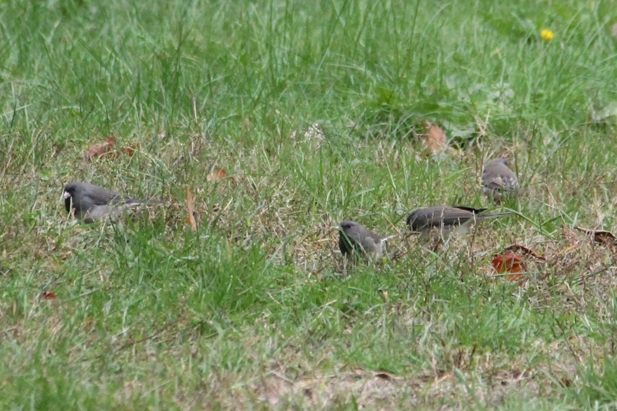Dark-eyed Junco - ML644175816