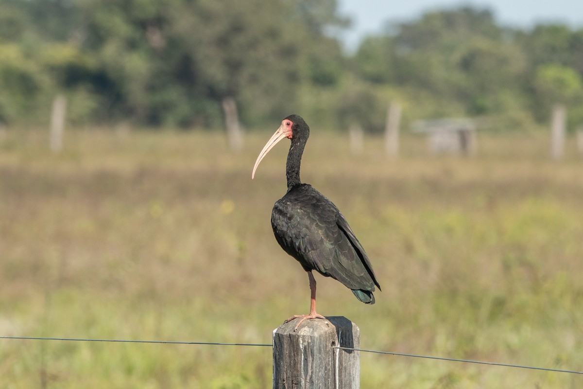 Bare-faced Ibis - ML644175823