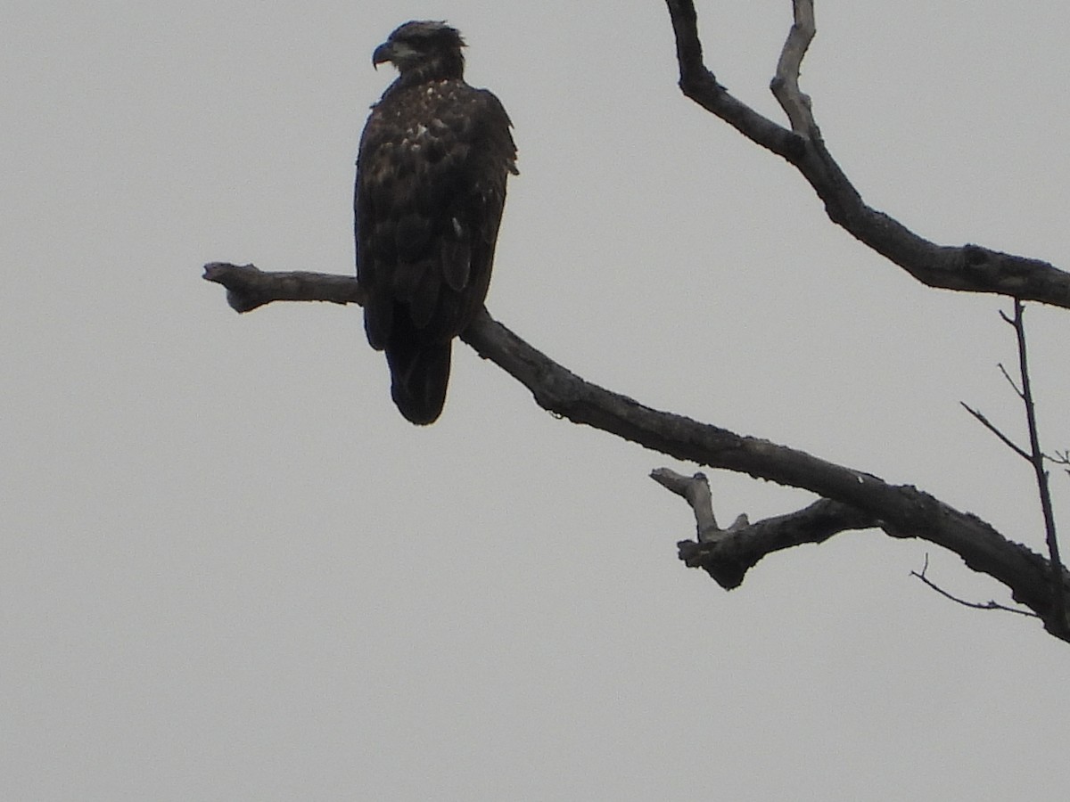 Bald Eagle - ML644175826