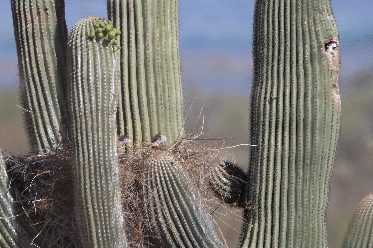 Caracara Carancho (norteño) - ML644175827