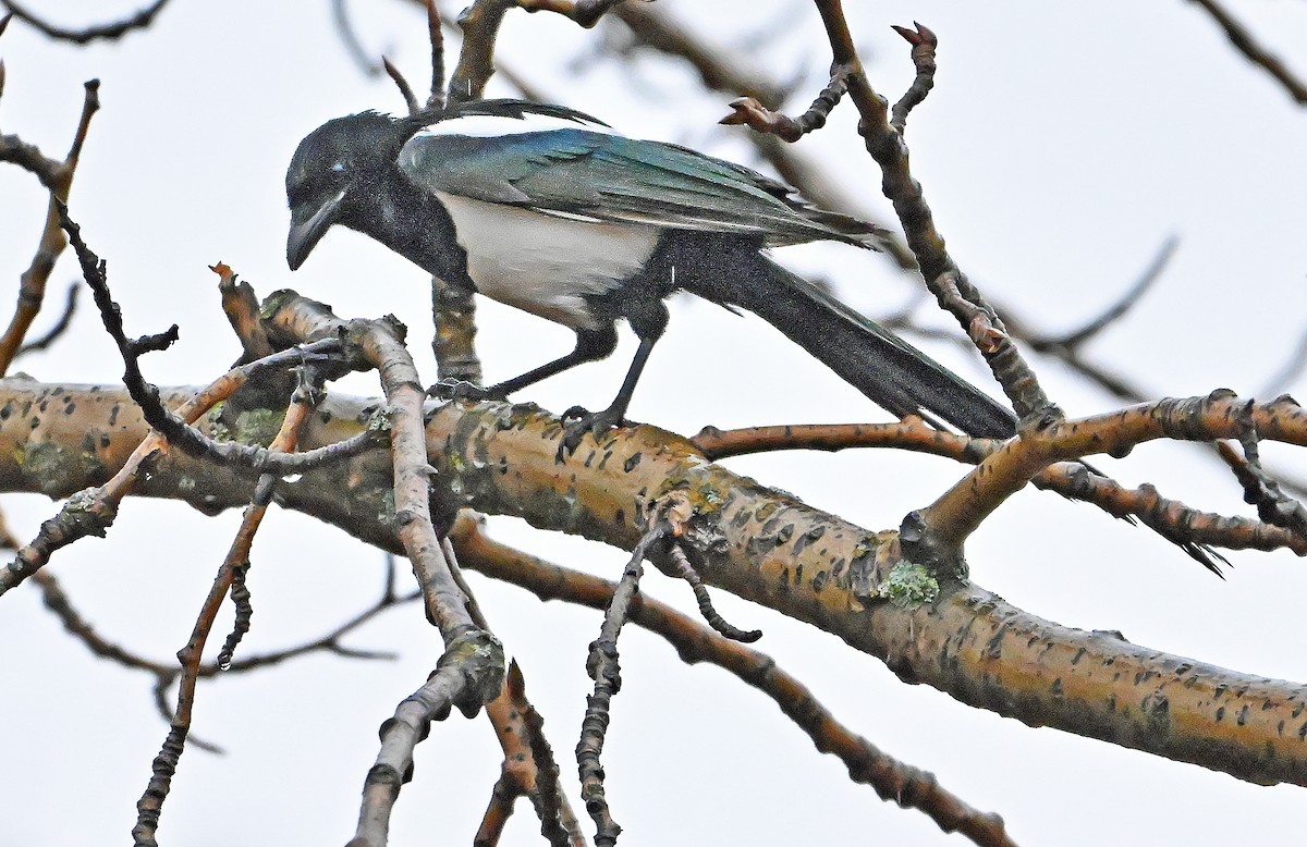 Black-billed Magpie - ML644175840