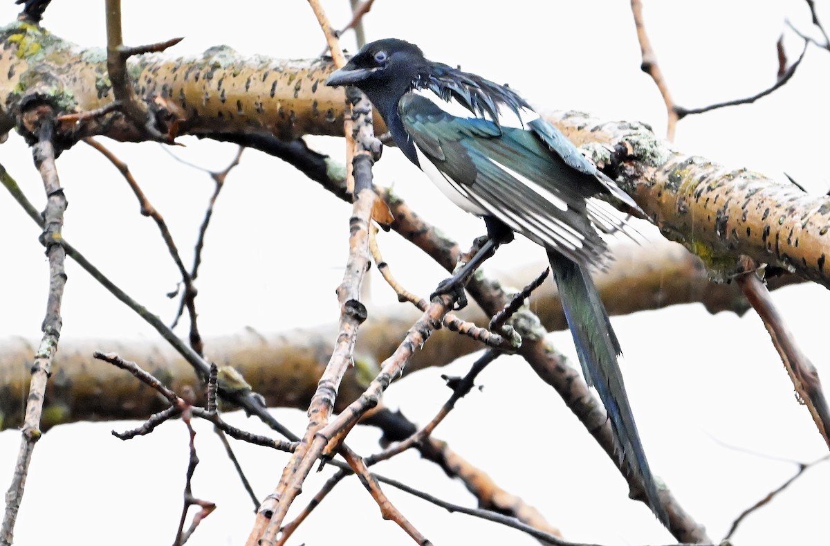 Black-billed Magpie - ML644175844