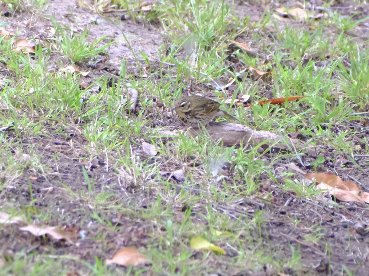 Olive-backed Pipit - ML644175845