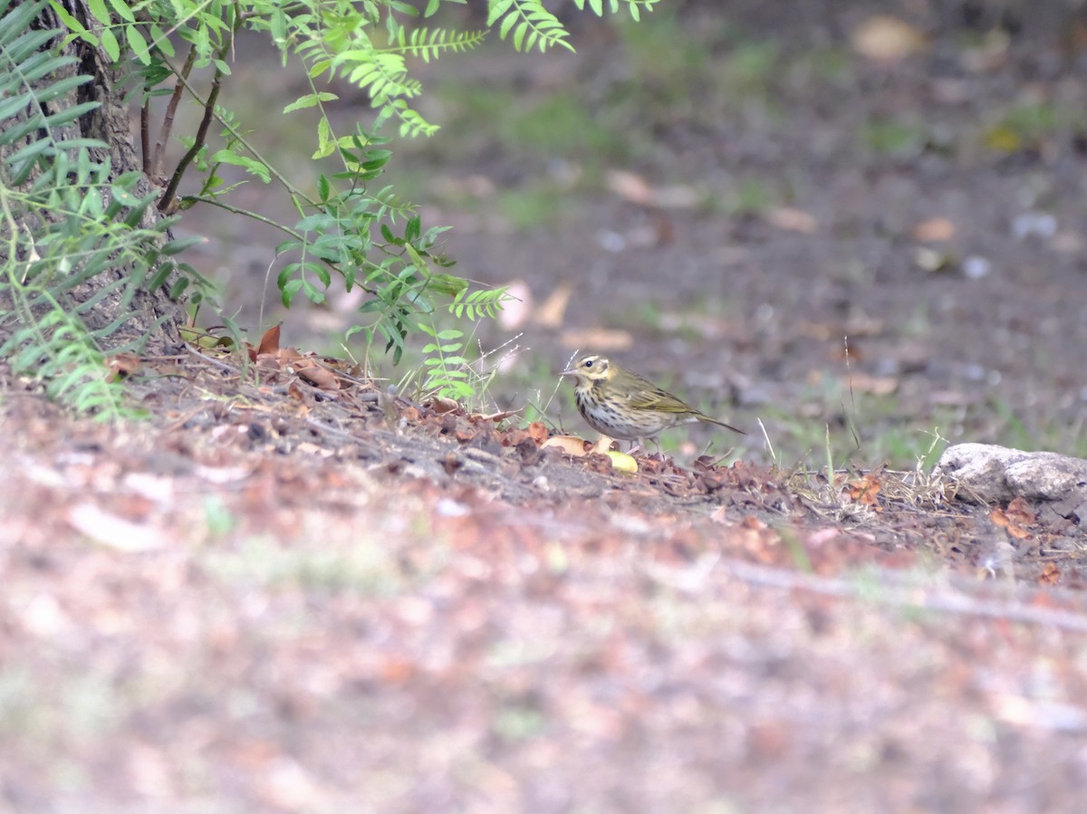 Olive-backed Pipit - ML644175848