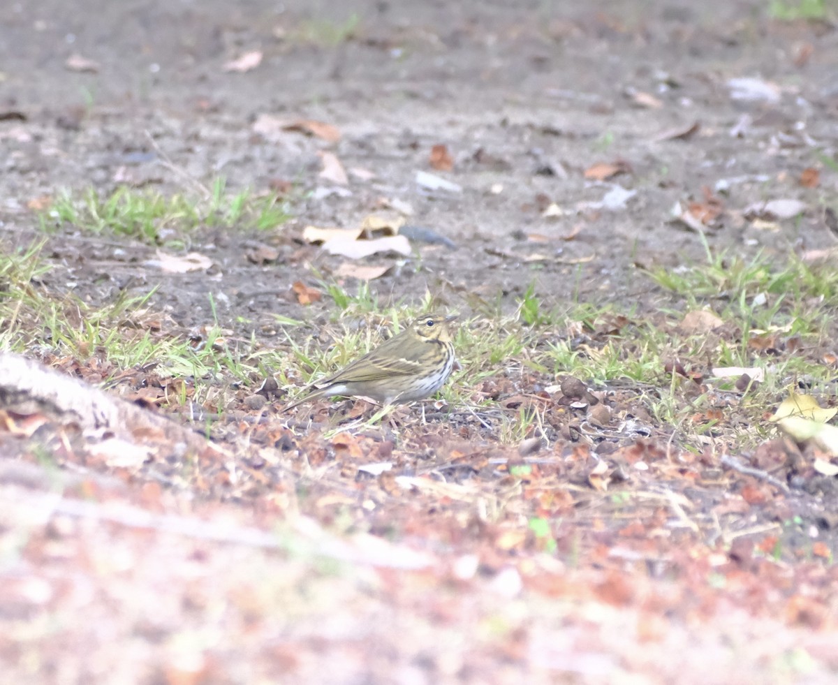 Olive-backed Pipit - ML644175849